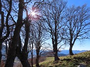 37 Faggi secolari del Menna